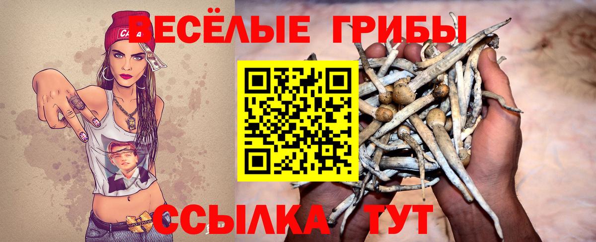 Псилоцибиновые грибы Psilocybe Новокубанск
